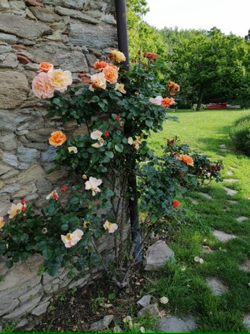 Rose del B&B